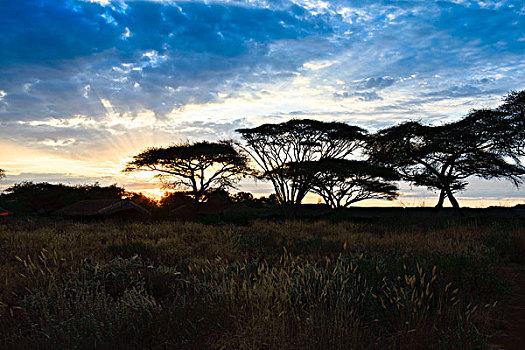 清晨非洲树林