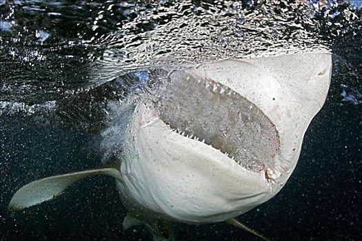 尼加拉瓜湖鲨鱼图片