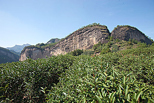 茶园,武夷山,山,福建,中国