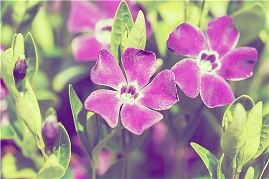 紫罗兰,花,背景