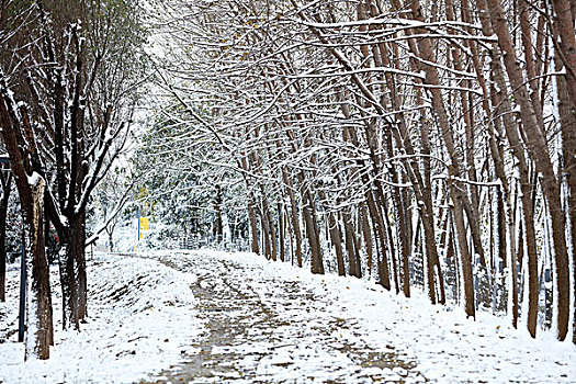 道路雪景