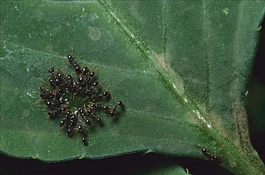 蚂蚁,蚁科,群,喝,花蜜,植物,转,提供,防护,巴拿马