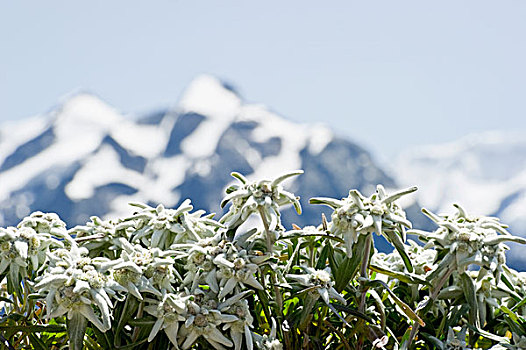 火绒草,花,正面,雪冠,山峦,靠近,格林德威尔,伯恩高地,伯恩,瑞士,欧洲