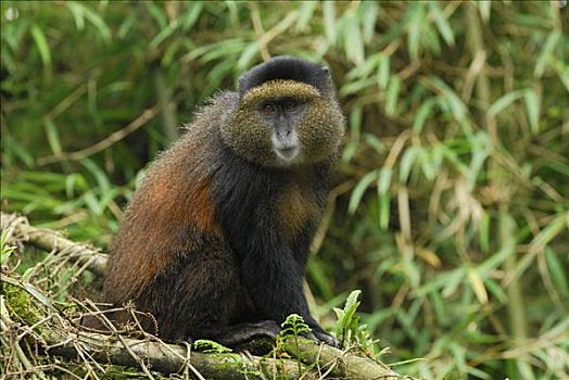 蓝猴,青长尾猴,火山国家公园,卢旺达
