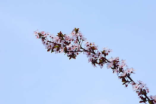 春季紫叶李花开