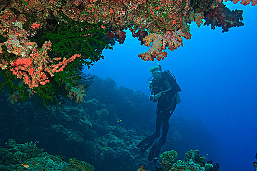 潜水,靠近,软珊瑚,贝卡岛,南方,维提岛,斐济,南太平洋