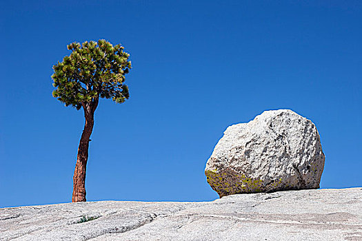 树,松树,圆,石头,岩石,高原,优胜美地国家公园,加利福尼亚,美国,北美