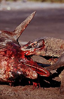 科摩多巨蜥,科摩多龙,吞吃,搁浅,海豚,林卡岛,科莫多国家公园,印度尼西亚
