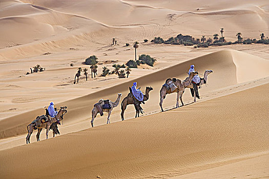 乘,非洲,利比亚,柏柏尔人,骆驼,驼队