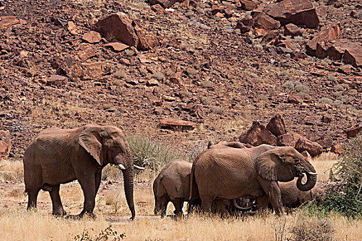 纳米比亚,达马拉兰,大象,漫游,吃,靠近,小屋,杜维尔方丹,住宿