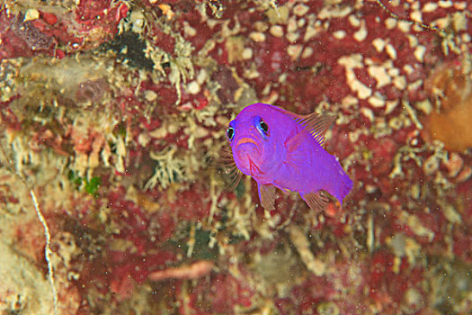 紫色,班达海,印度尼西亚