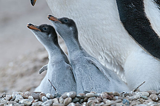 巴布亚企鹅,幼兽,幼禽,父母,岛屿,福克兰群岛