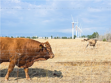 牛科动物,涡轮,乡野