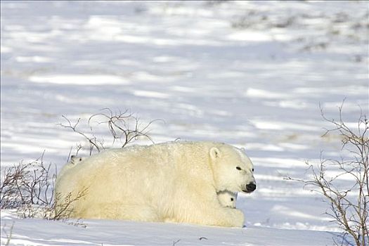北极熊,雌性,星期,老,幼兽,北极,苔原