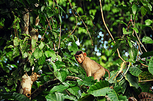 malaysia,borneo,kinabatangan,proboscis,monkey,in,the,trees