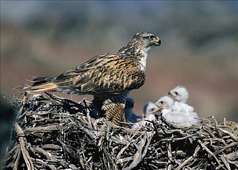 父母,四个,幼禽,巢,北美