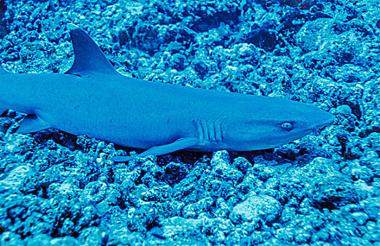 礁石,白色,尖,鲨鱼,鲎鲛,休息,海床,蓝色,角,帕劳,密克罗尼西亚