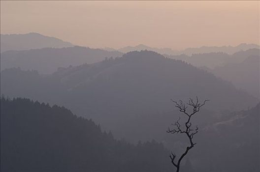 秃树,山峦,加利福尼亚,美国