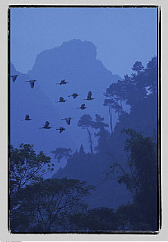 鸟,飞翔,上方,树,雾,漓江,靠近,桂林,广西