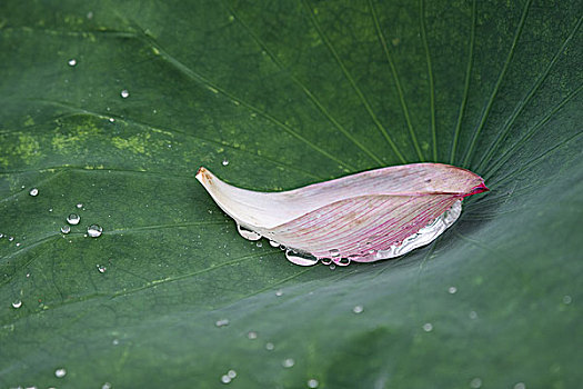 夏雨荷