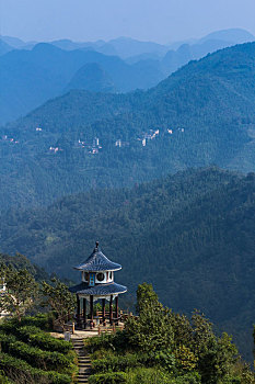 茶山风光