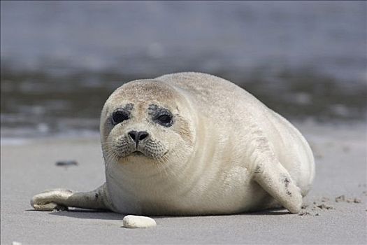 幼仔,常见海豹,躺着,海滩