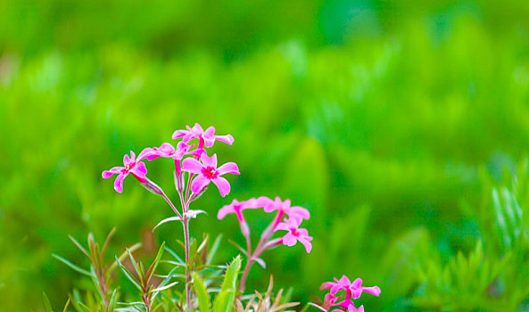 小春天的小花小草