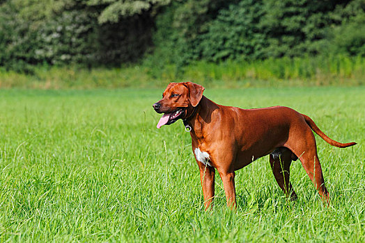 年轻,罗德西亚背脊犬,狗,站立,草地,德国,欧洲