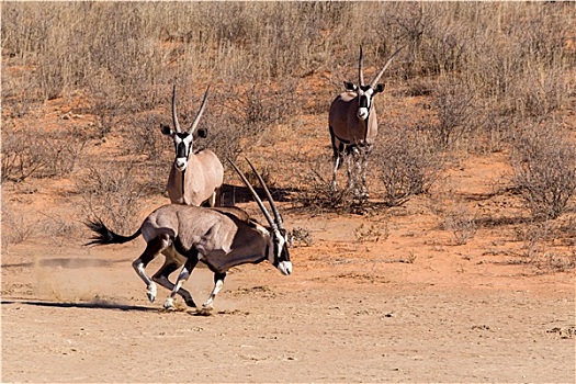南非大羚羊,羚羊,跑