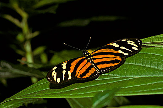 蝴蝶,哥斯达黎加