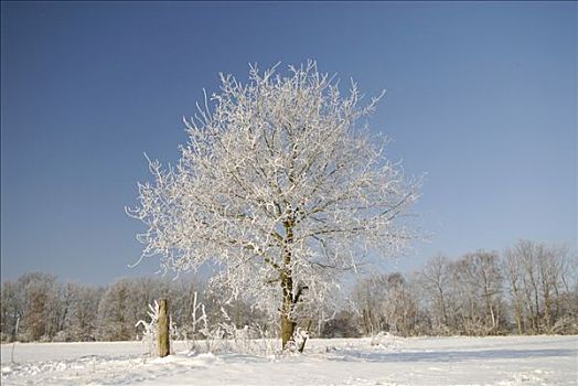 冰,树,冬天,风景