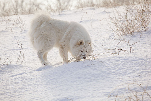 白色,狗,玩,雪
