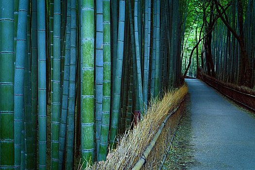 竹子,排列,道路,黄昏,京都,日本