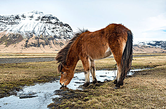 冰岛马,马,饮料,小河,正面,积雪,山,南,冰岛,欧洲