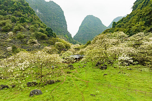 中国广西柳州鹿寨中渡山尖村四十八弄天然牧场桐油花开春色满园迎客来