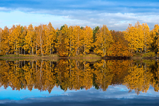 色彩,秋日树林,倒影,湖,树林,自然保护区,黑森州,德国,欧洲