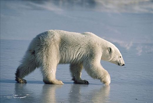 北极熊,冰,邱吉尔角,曼尼托巴,加拿大,冬季,肖像