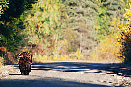 大灰熊,走,林业,不列颠哥伦比亚省,加拿大