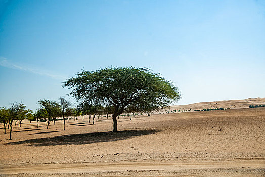 迪拜沙漠保护景区公路边的植被