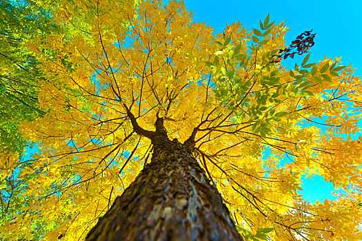 秋季黄色树叶的大树