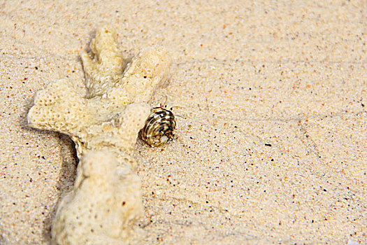 沙滩上的寄居蟹