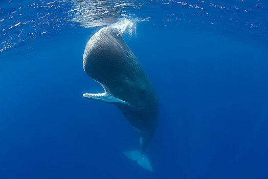 抹香鲸,水下,表面,张嘴,亚速尔群岛