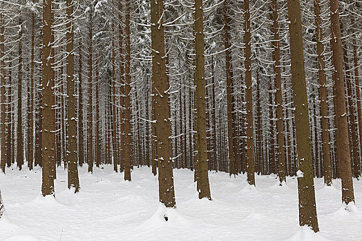 积雪,云杉,松树,树林,贝尔吉施地区,北莱茵威斯特伐利亚,德国,欧洲