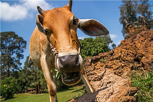 柬埔寨,母牛