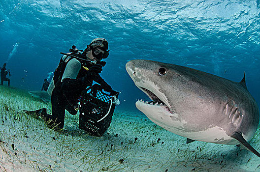 水下视角,潜水,海底,喂食,虎鲨,凶猛,海滩,巴哈马