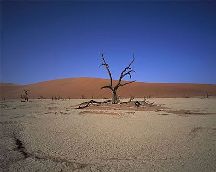 残枝,荒芜,纳米比诺克陆夫国家公园,纳米比亚