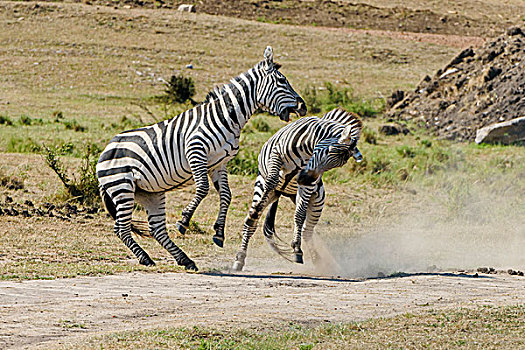 斑马,马,种马,争斗,马赛马拉国家保护区,肯尼亚,非洲