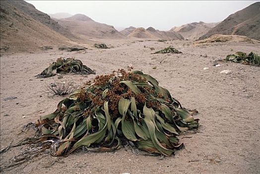 紧张,干燥,河床,本土动植物,物种,纳米布沙漠,纳米比亚