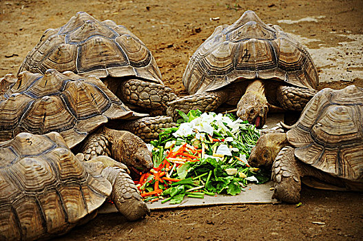 台湾台北,市立动物园,体型巨大的乌龟,正在进食是素食动物,吃蔬菜