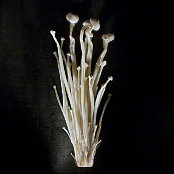 天鹅绒,茎,蘑菇,金针菇